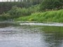 Ducks in River Sventoji