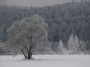 Atsiskyrėlis medis (solitary tree)