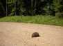 Ežys eina per kelią (Hedgehog crossing the road)