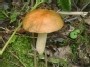 Pilz im Wald von Plateliai