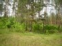 лес Литвы