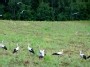 Storks meeting