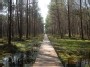 Kelias per pelkę (Path through the swamp)