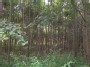 Lietuvos bambukai