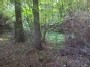 Непроходимый лес