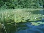 Lizdų ežero lelijos