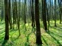 Obelijos miškas