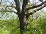 Inkilėlis ąžuole - The nesting box in oak