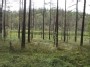 Ežerėlis Kašėtų miške