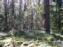 miške prie Versekos