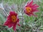 Šilagėlės (pasqueflower) - enlarge