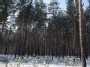 Dumsių miškas.. Žiema 6