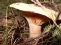 Rudmėsės (Red pine mushroom) (Рыжики)