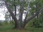 Penkiakamienis beržas / five trunk birch