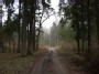kelias Merkinė-Subartonys (forest way to Subartonys)