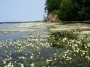 Water flowers on Kauno Marios, Lithuania