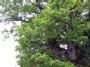 Purvino oak in Asveja Regional Park (June 10, 2006)
