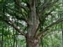Žažumbris oak tree