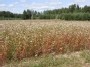 Grikių laukas (field of buckwheats)