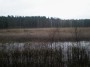 "Veidrodžiai" rudame nendryne - "Mirrors" in the  lake with a brown reeds