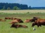 Lithuanian lanscape - storks and cow...