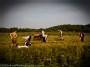 Working the Family Potato Fields of Trakai