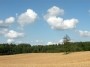 Kviečių laukas (Wheat field)