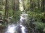 Swamp river