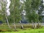The birches at the lake
