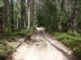 Miško kelias (forest road)