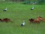Lithuanian scenery -  storks and cows