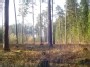 Morning in the forest