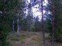 Miško takeliai
