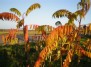 Rūgštusis žagrenis (Rhus typhina) - rudens spalvos...