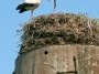 Lapgiriai, unexpected composition - storks in the nest