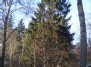 Eglė Jamonto parke (Picea abies)