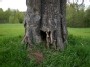 Old tree