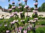 Žydėjimas - Flowering (Phlomis tuberosa)