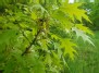Raudonojo ąžuolo ( Quercus rubra) šakelė