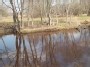 Kriaunos upė pavasarį