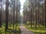 Miško Kelias