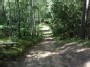 Miško keliukas (forest road)