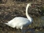 Swans in Ziezmariai