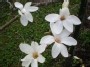 Magnolia kobus var. borealis (1)