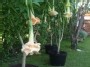 Brugmansia