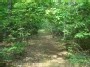Miško keliukas Dzūkijoje