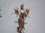 Jonažolės (Hypericum ascyron) vaisiai žiemą