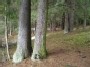 Eglių kamienai - Picea abies trunks
