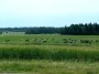 Lithuanian cows