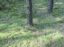 Voveraitės (Cantharellus) (Лиси́чки)